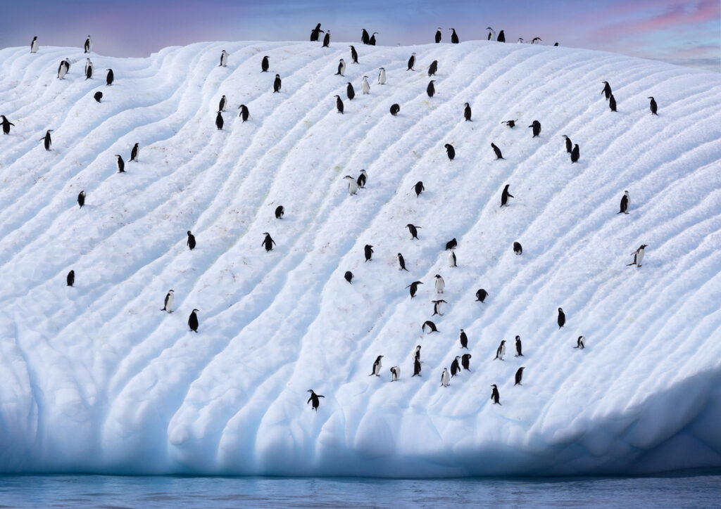 Paisaje antártico. Créditos: ©Cristián Campos Melo