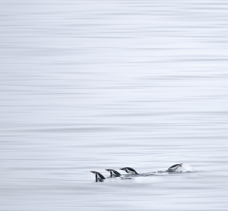 Paisaje antártico. Créditos: ©Cristián Campos Melo