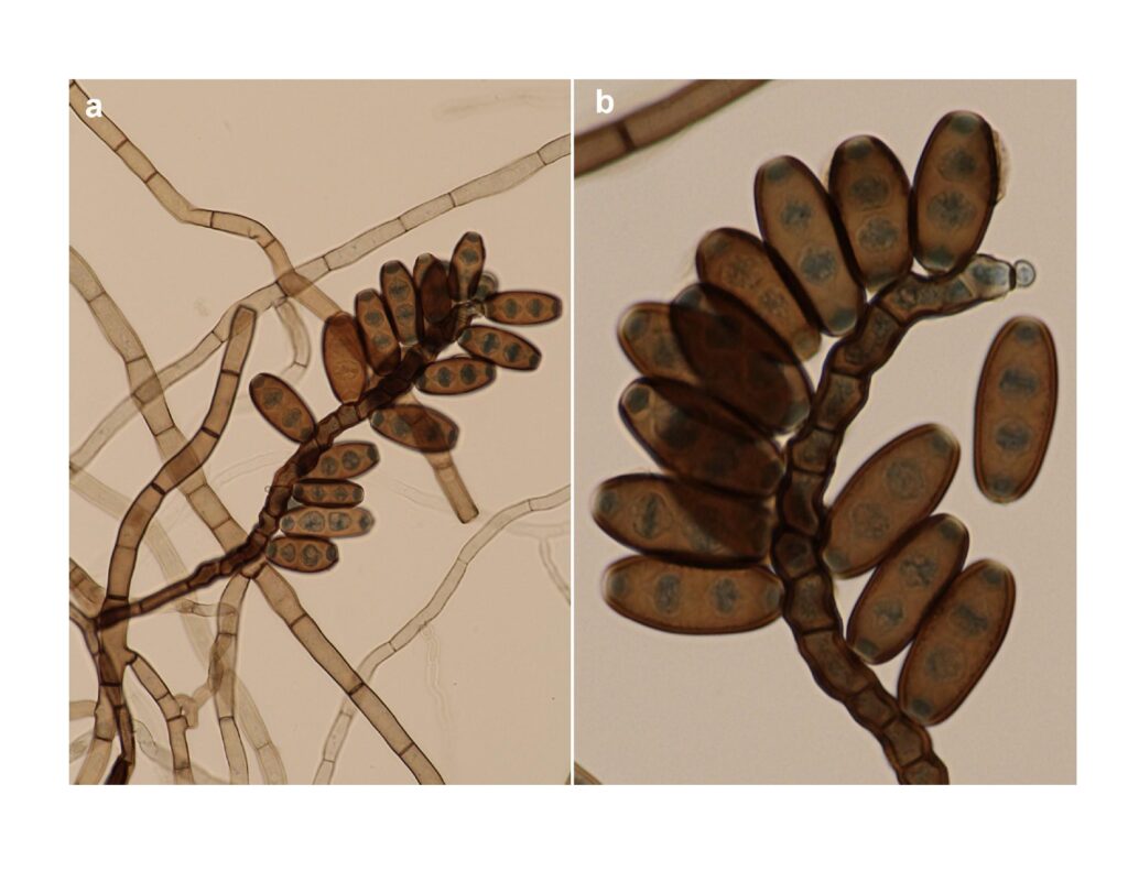 Curvularia moniliformis. Foto por Hugo Madrid.