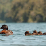 Foto cortesía de Área de Conservación Cañicura
