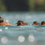 Foto cortesía de Área de Conservación Cañicura