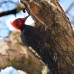 Foto cortesía de Área de Conservación Cañicura