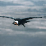Foto cortesía de Área de Conservación Cañicura
