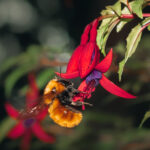 Foto cortesía de Área de Conservación Cañicura