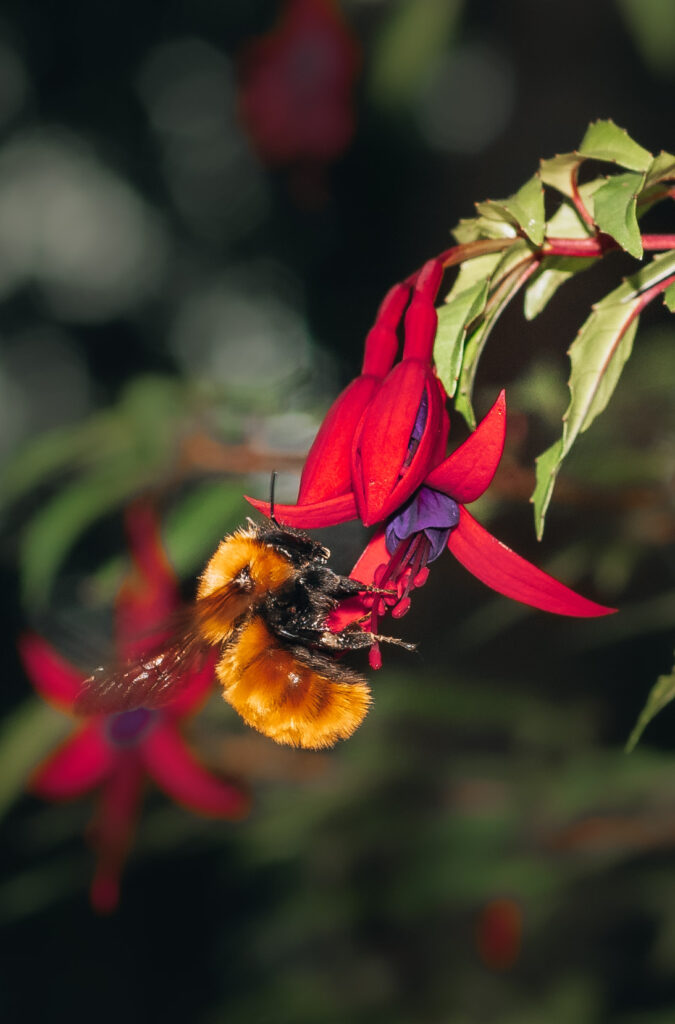 Foto cortesía de Área de Conservación Cañicura