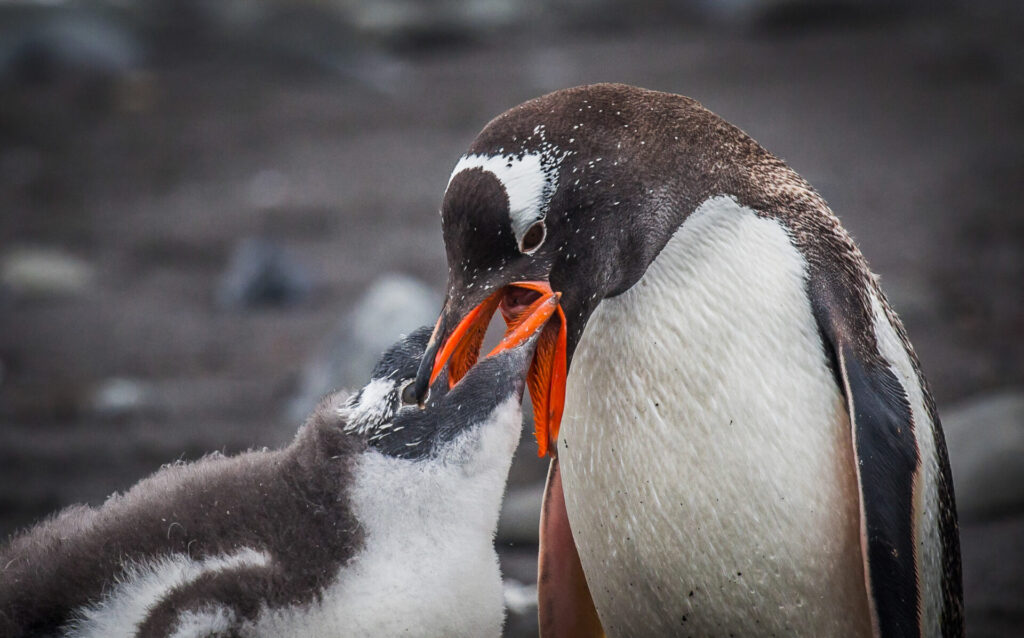 Pingüino. Créditos: ©Harry Diaz / INACH