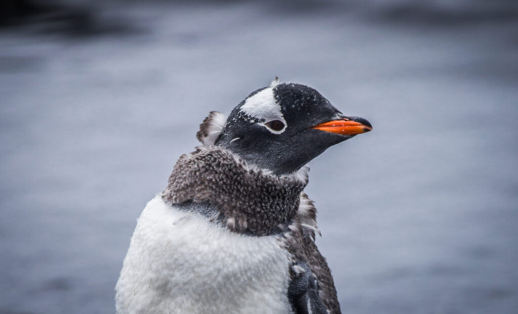 Pingüino. Créditos: ©Harry Diaz / INACH