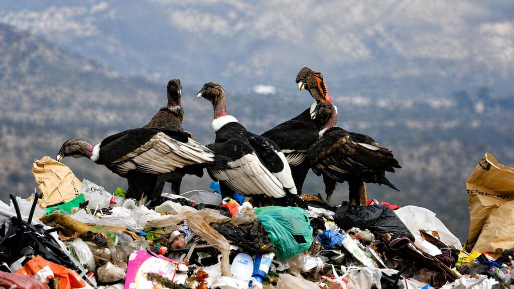 Cóndor andino en basural KMD, foto de Enrique Ortiz