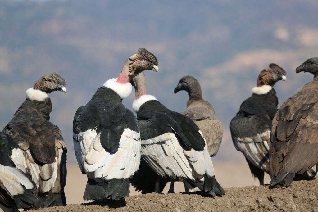 Cóndor andino en basural KMD, foto de Enrique Ortiz