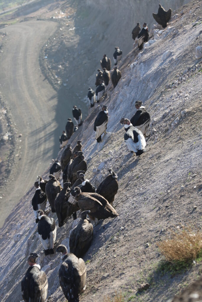 Cóndor andino en basural KMD, foto de Enrique Ortiz
