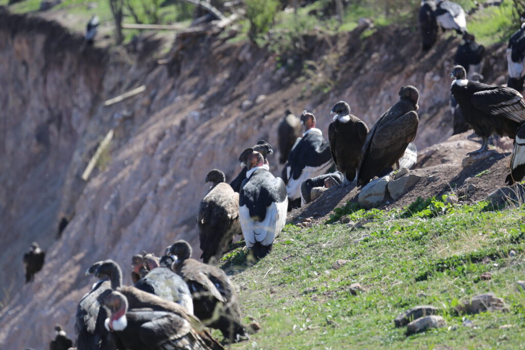 Cóndor andino en basural KMD, foto de Enrique Ortiz