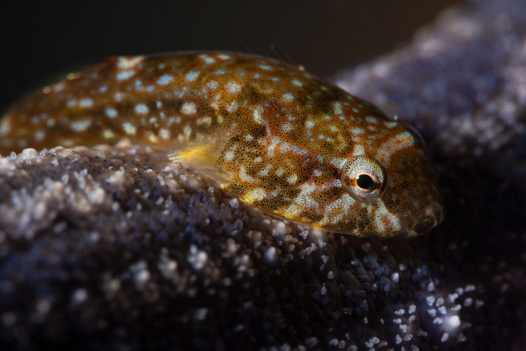 Expedición Megatransecto, foto de Eduardo Sorensen