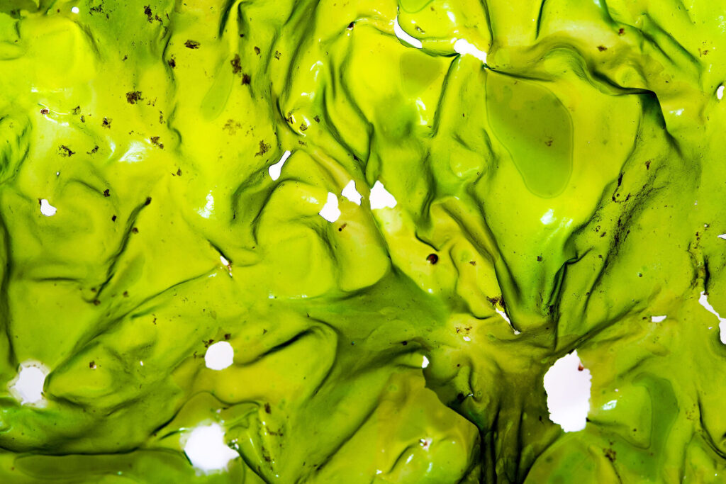 Expedición Megatransecto, foto de Eduardo Sorensen