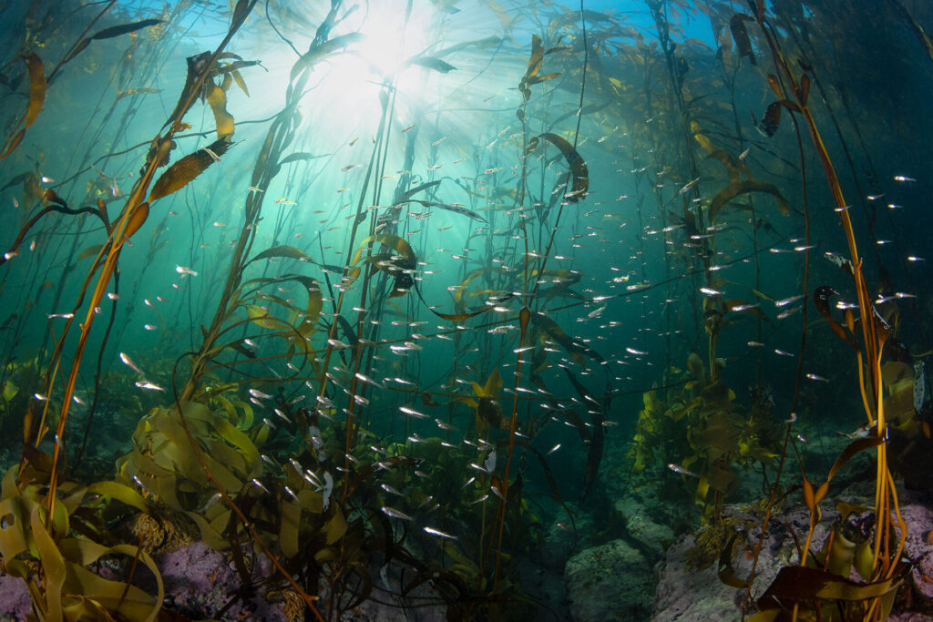 Expedición Megatransecto, foto de Eduardo Sorensen