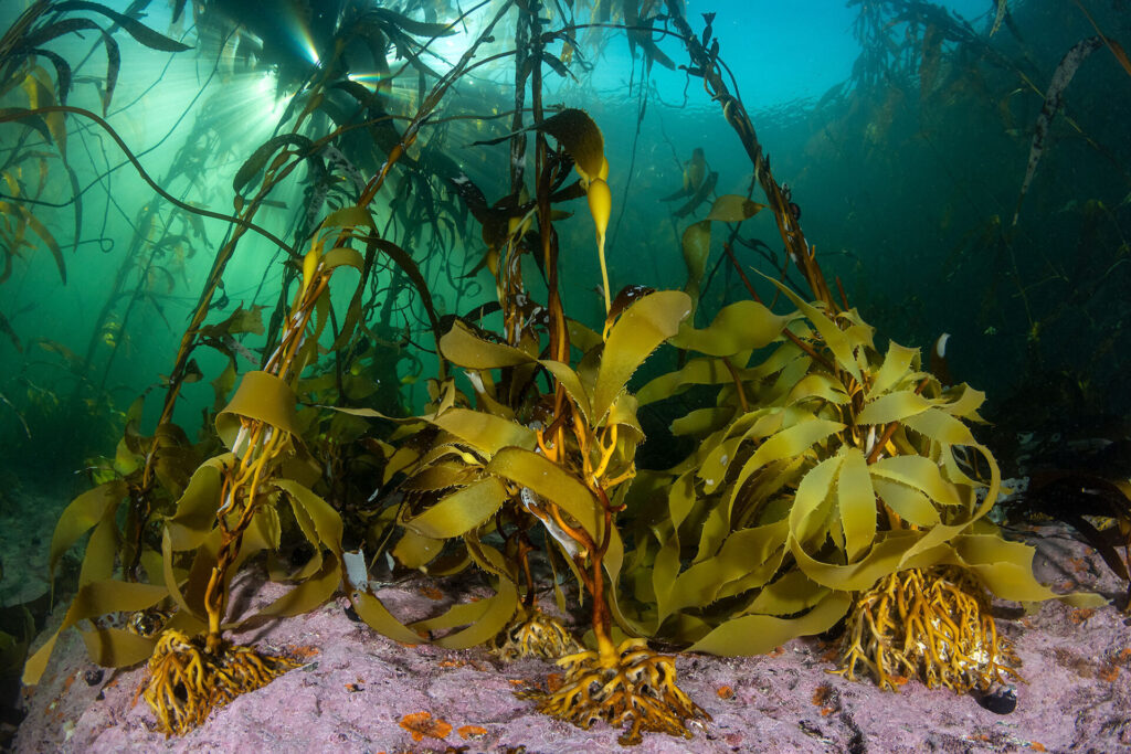 Expedición Megatransecto, foto de Eduardo Sorensen