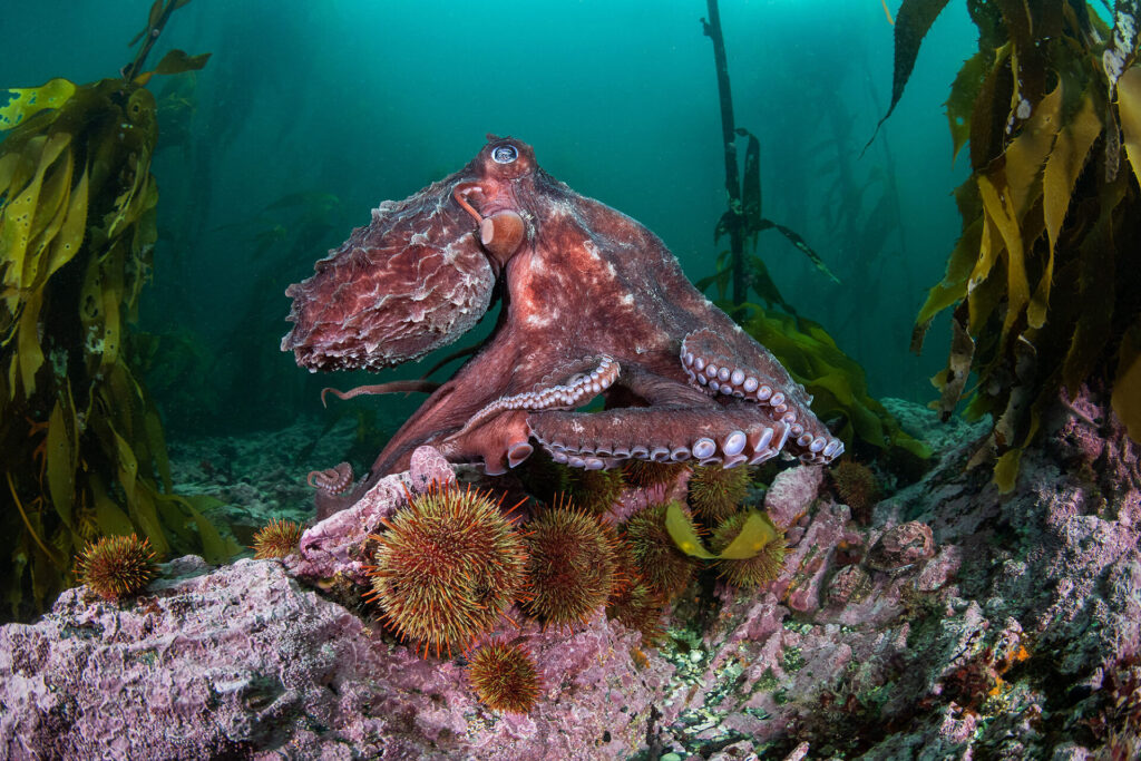 Expedición Megatransecto, foto de Eduardo Sorensen