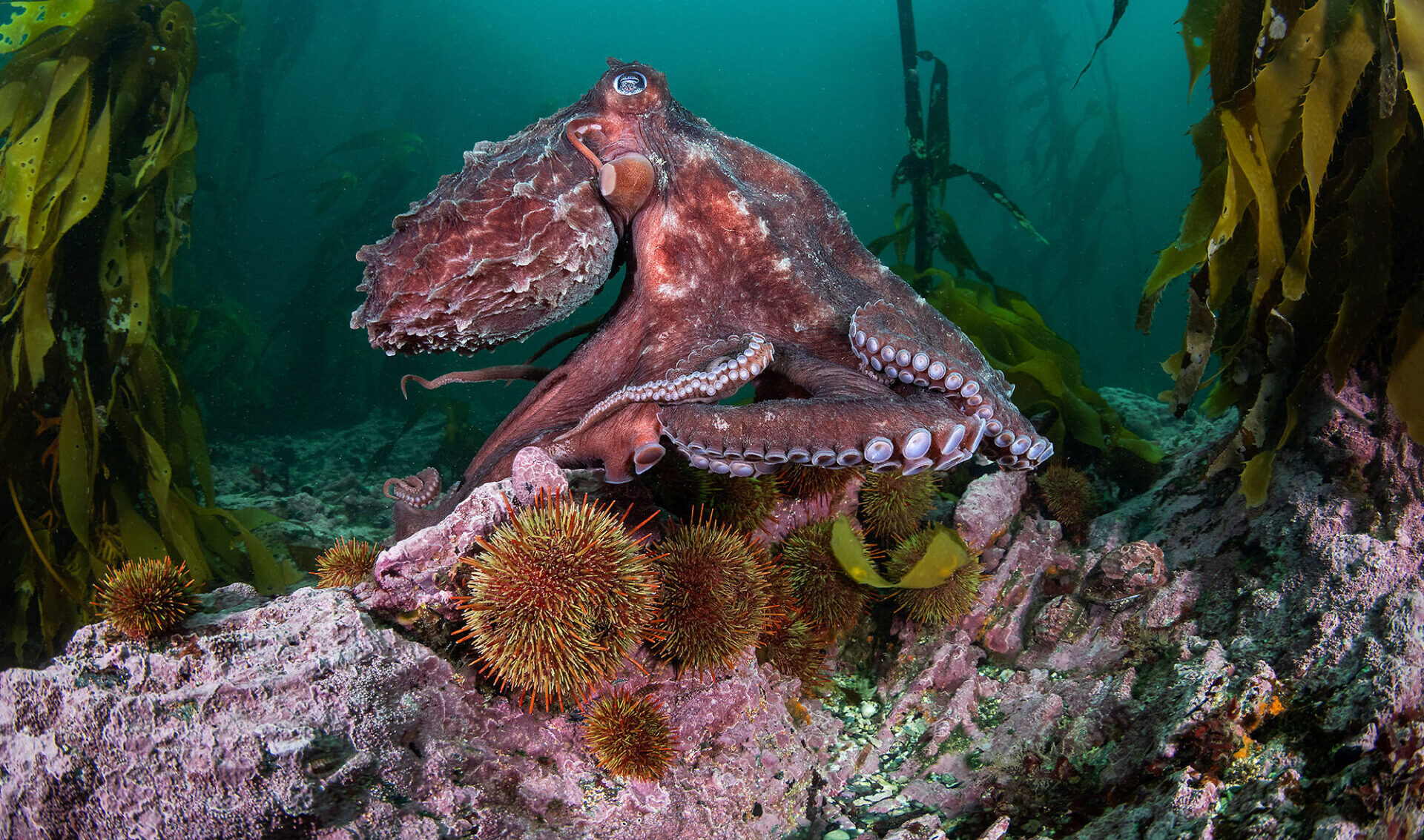 Investigación inédita busca revelar los secretos de los inexplorados bosques submarinos del sur de Chile 