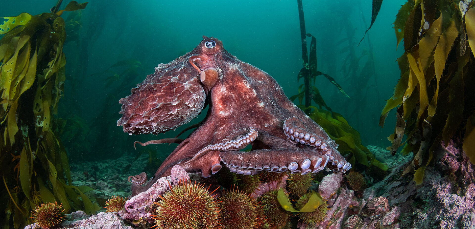 Investigación inédita busca revelar los secretos de los inexplorados bosques submarinos del sur de Chile 