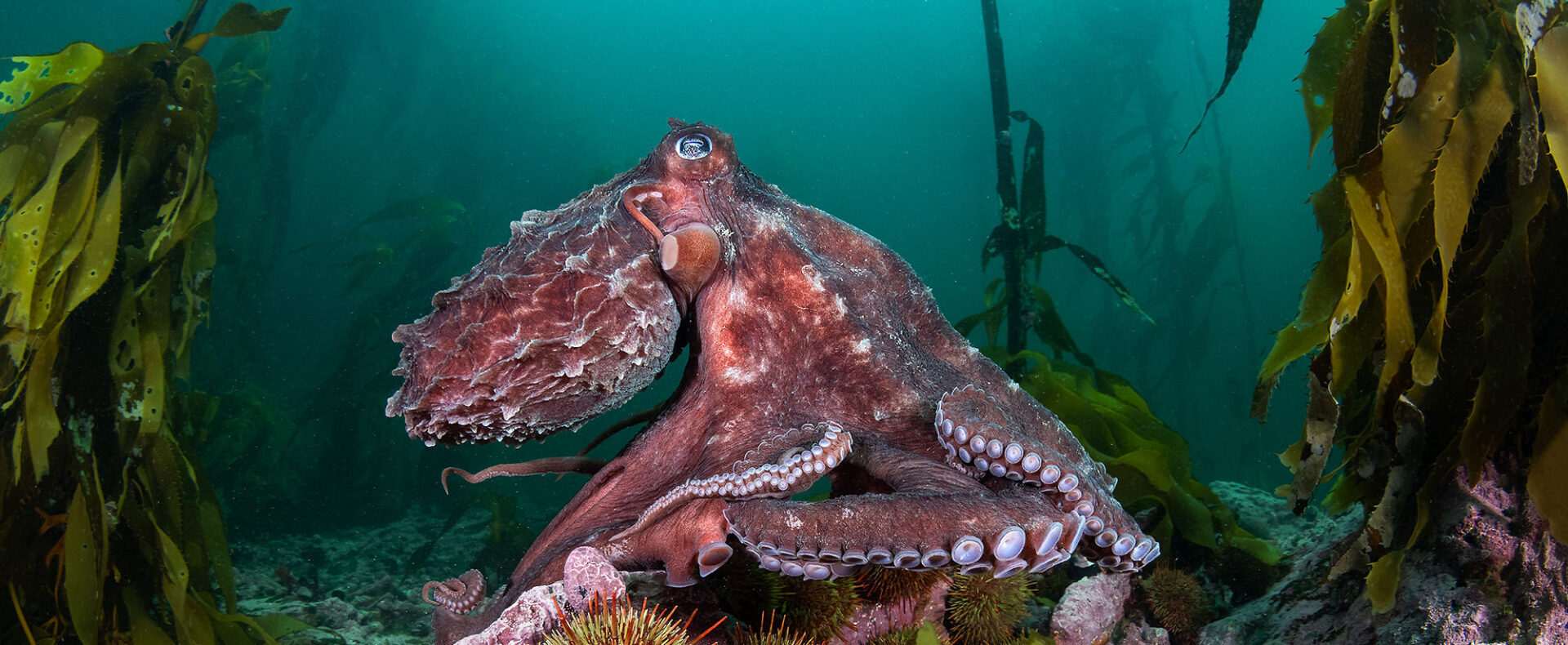 Investigación inédita busca revelar los secretos de los inexplorados bosques submarinos del sur de Chile 