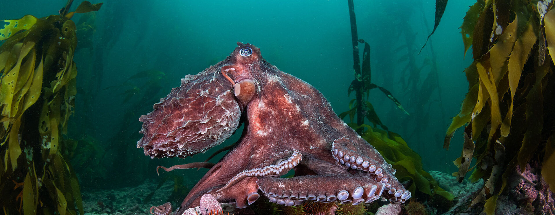 Investigación inédita busca revelar los secretos de los inexplorados bosques submarinos del sur de Chile 