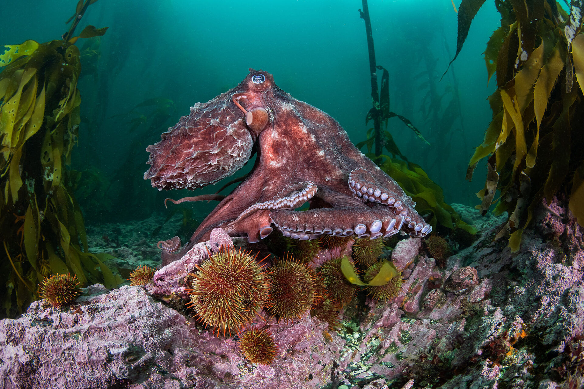 Investigación inédita busca revelar los secretos de los inexplorados bosques submarinos del sur de Chile 