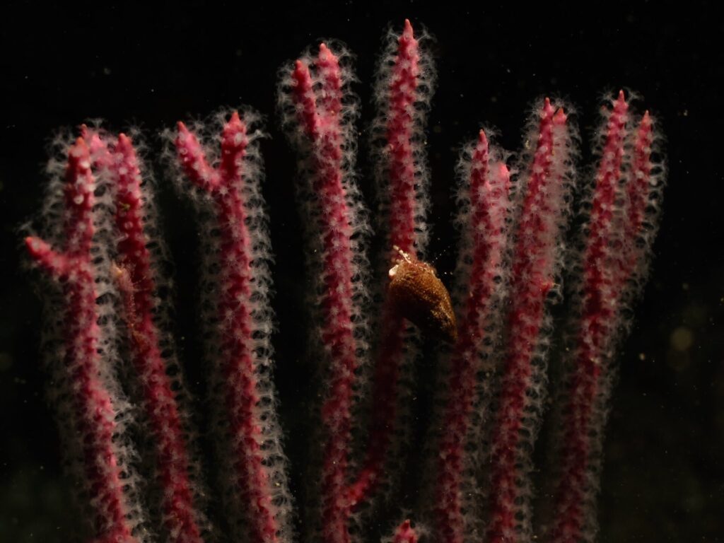 Ermitaño-en-coral-vladimir-garmendia