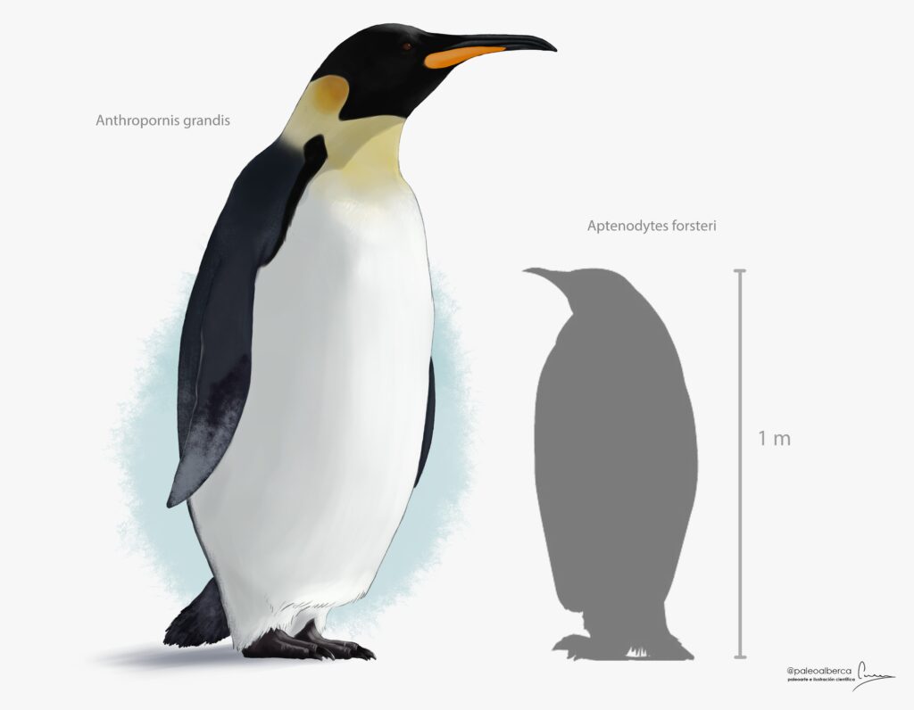 Escala comparativa entre Anthropornis grandis y Aptenodytes forsteri (pingüino emperador). Créditos Carlos Alberca @paleoalberca CC BY-SA 4.0 Link: https://es.wikipedia.org/wiki/Anthropornis#/media/Archivo:Anthropornis_scale.png