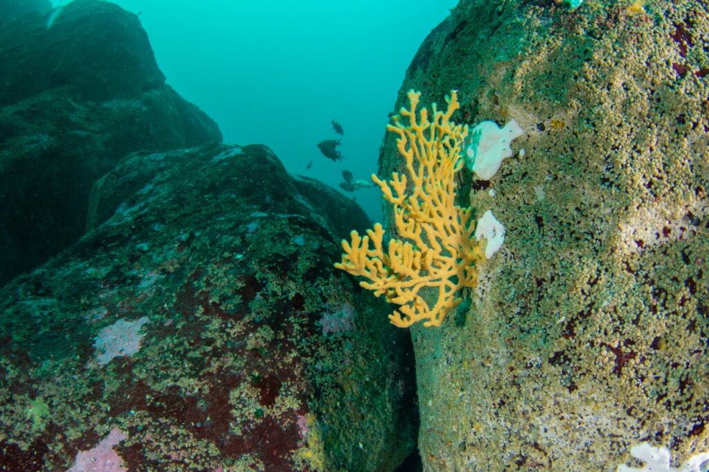 foto de Alejandro Pérez Matus