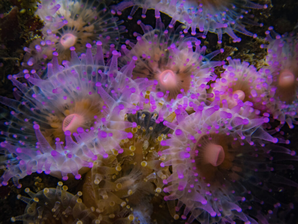 foto de Ana Navarro Campoy