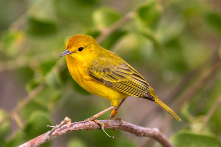 No solo los machos cantan: Un hallazgo en Galápagos reescribe el papel de las aves hembras 