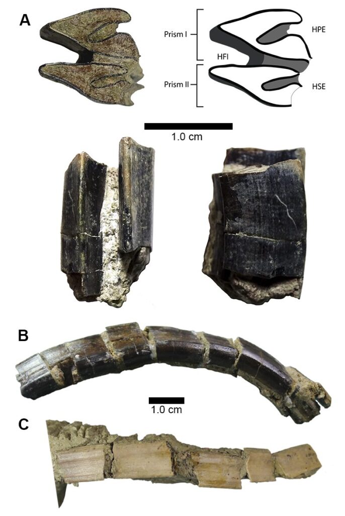 cortesía Museo Natural Historia Natural