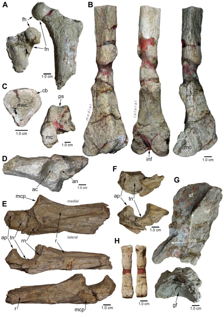 cortesía Museo Natural Historia Natural
