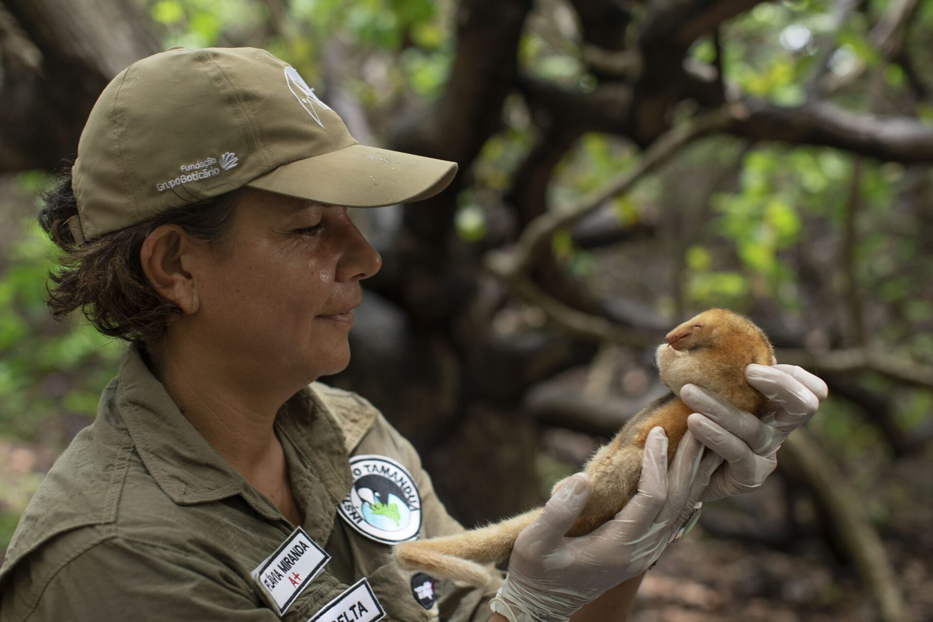Flávia Miranda, la científica brasileña que abrió camino en la conservación de osos hormigueros, armadillos y perezosos, llega a Santiago Wild 2026
