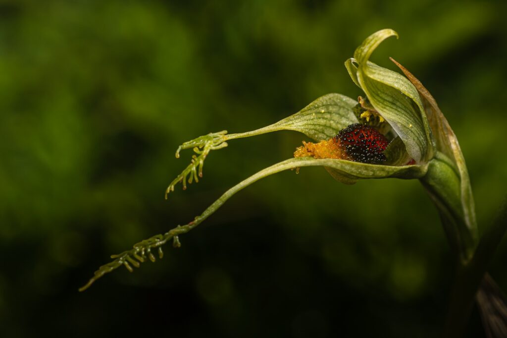Foto cortesía de Área de Conservación Cañicura