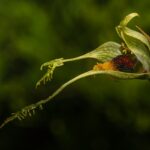Foto cortesía de Área de Conservación Cañicura