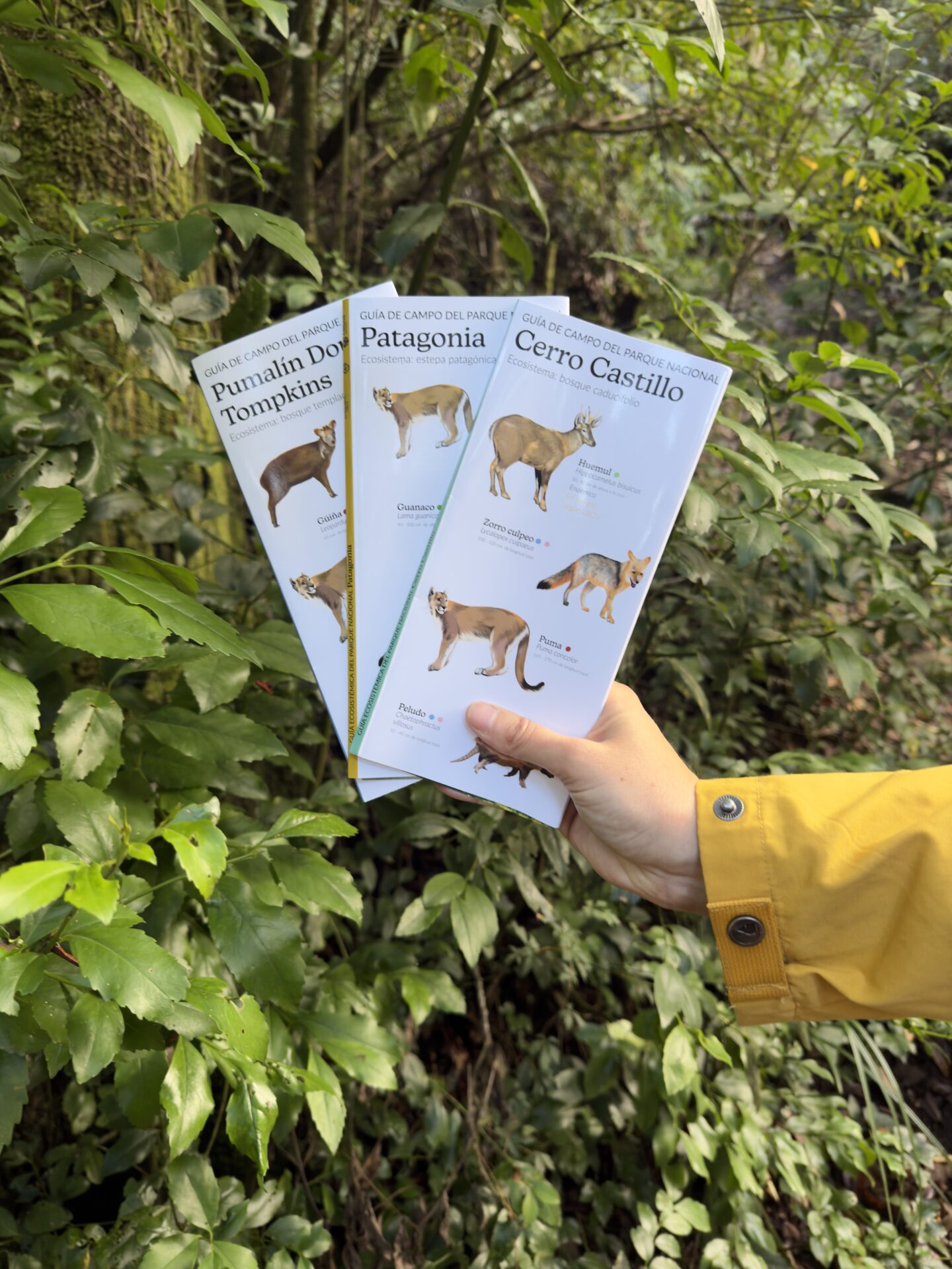 Conocimiento que protege ecosistemas: Lanzan guías de campo de los parques nacionales Pumalín Douglas Tompkins, Cerro Castillo y Patagonia