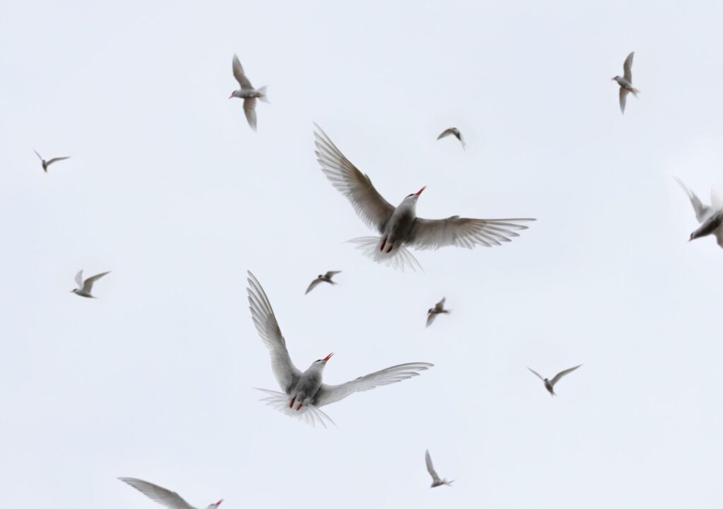 Gaviotín Antártico. Créditos: ©Cristián Campos Melo