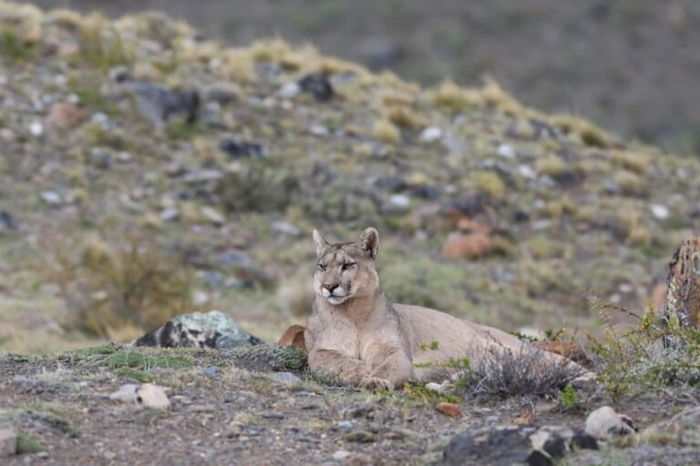 Un puma en el Altiplano. Esta especie sería una de las afectadas por la construcción de zanjas en las fronteras de Chile con Bolivia y Perú. Foto: cortesía Gregory Smith