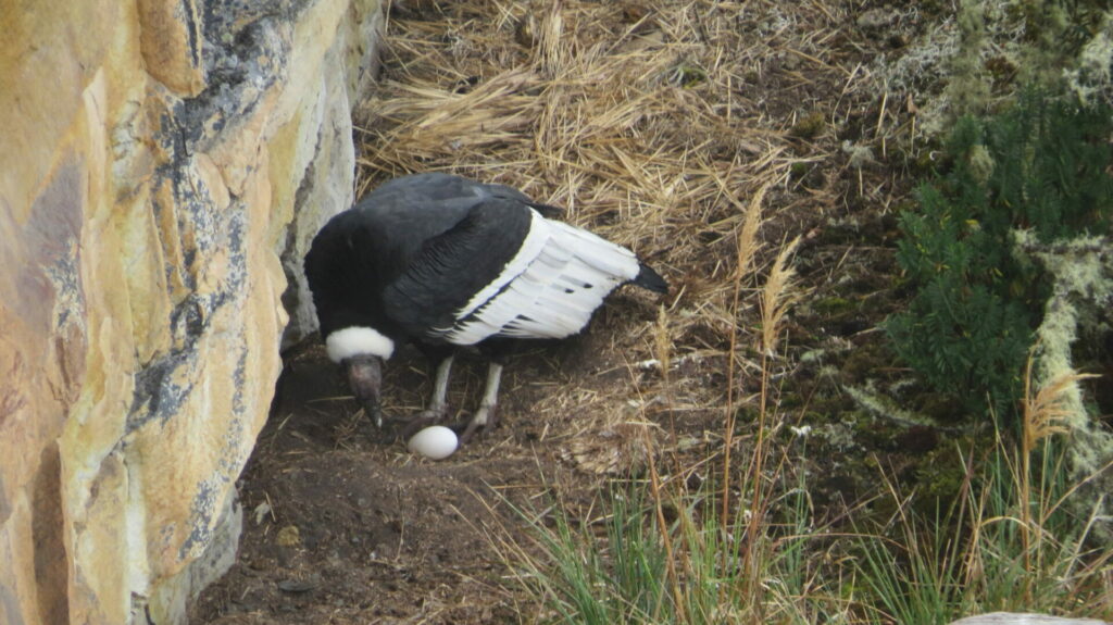 Hembra adulta. Foto- Fausto Sáenz