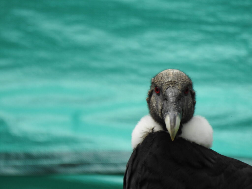 Hembra adulta. Foto- Fausto Sáenz