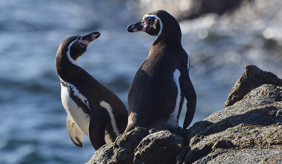 Pinguino de Humboldt,Oikonos
