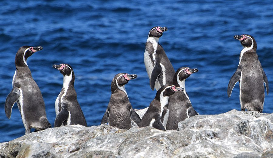 Ayuda a salvar al pingüino de Humboldt: Campaña recolecta firmas para que vuelva de Contraloría su declaración como Monumento Natural