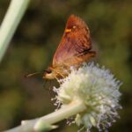 Foto cortesía de Área de Conservación Cañicura