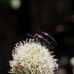 Foto cortesía de Área de Conservación Cañicura
