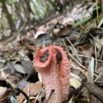 Foto cortesía de Área de Conservación Cañicura