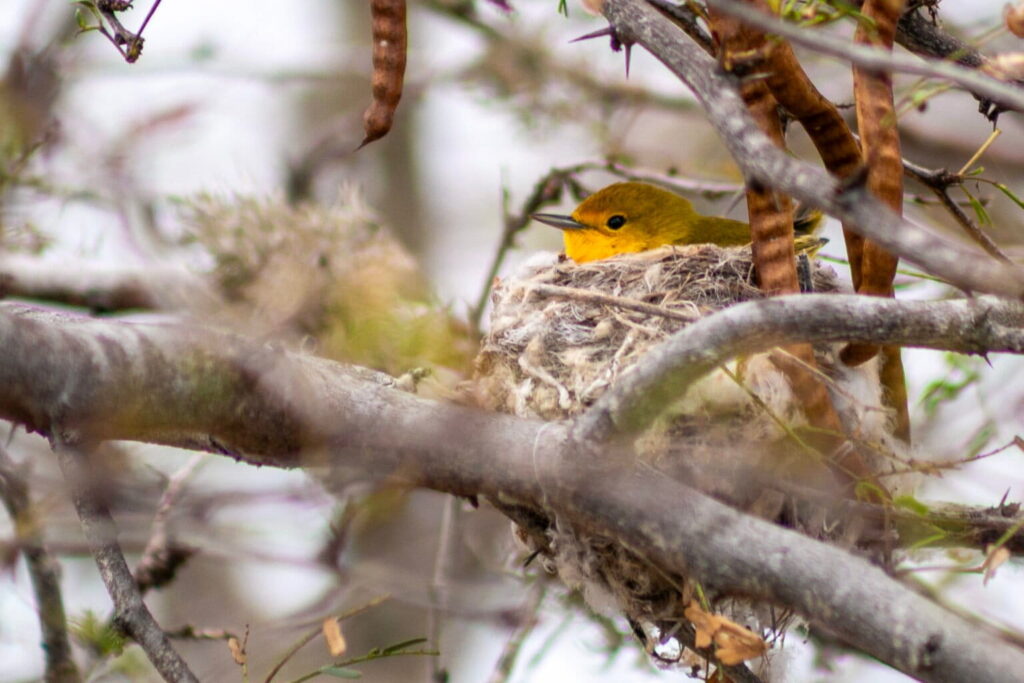 Una hembra incubando, que se ha mantenido viviendo cerca de la casa de investigación de campo desde 2023. Foto: cortesía Alper Yelimlieş
