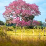 foto de Annais Pascual