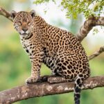 foto de Annais Pascual