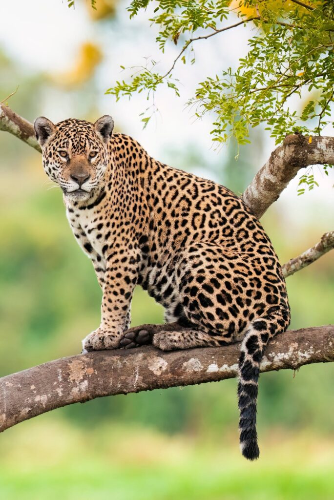 foto de Annais Pascual