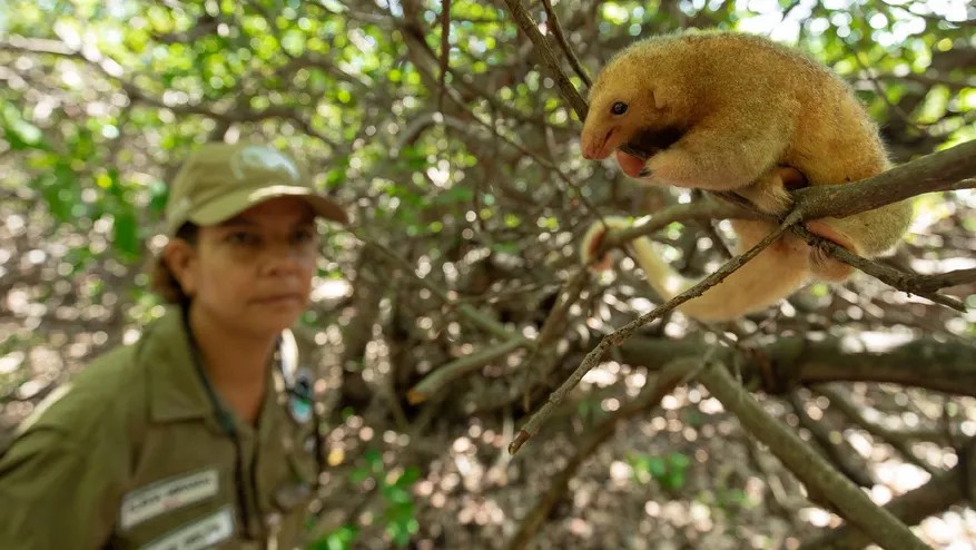 Flávia Miranda, documental "Mulheres na conservação". Créditos: JOÃO MARCOS ROSA / NITRO